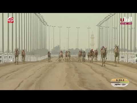 ش 1 (مهره) لـ هجن الشحانية 12:09:05 ، مهرجان ختامي الشحانية 2026/04/28 حول