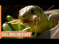 The Fascinating World of Insects | Full Documentary