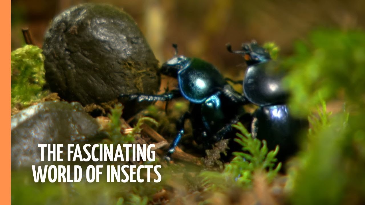 The Fascinating World of Insects | Full Documentary