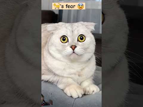 #cat #pets #funny #funnycats #cute #cats #dushyant #dushayant #popular #comedy