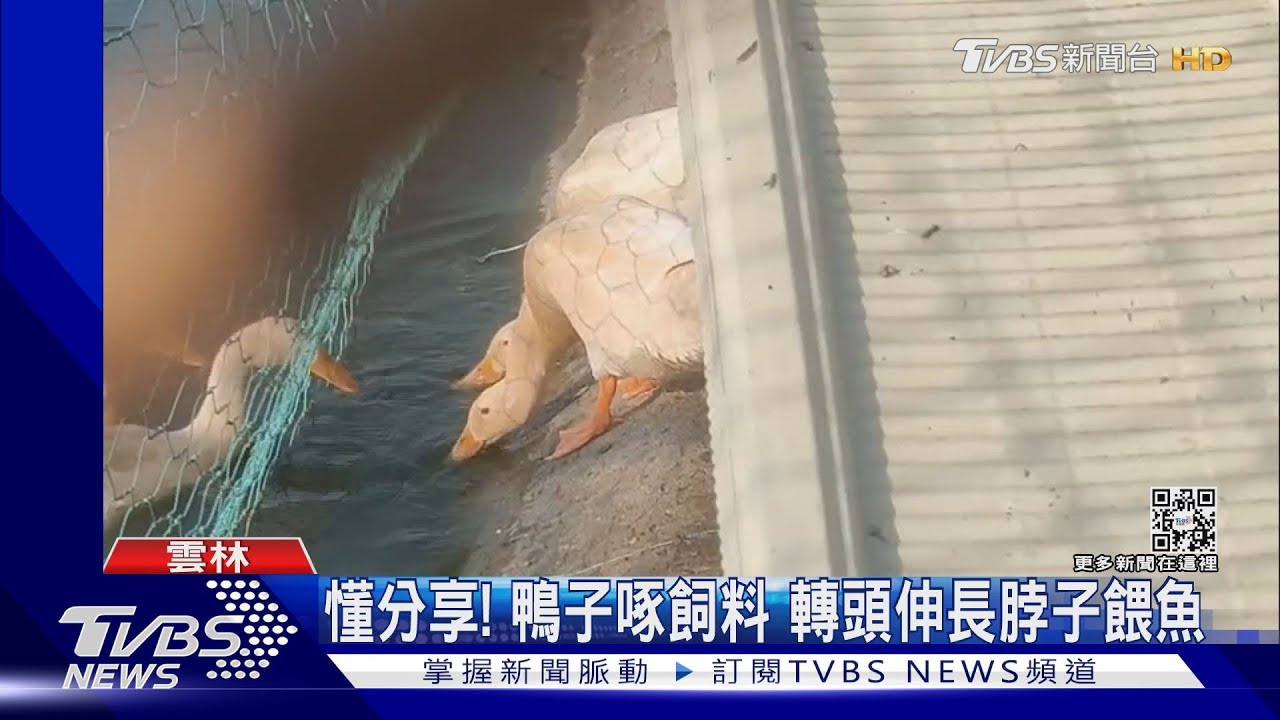 懂分享!鴨子啄飼料 轉頭伸長脖子餵魚