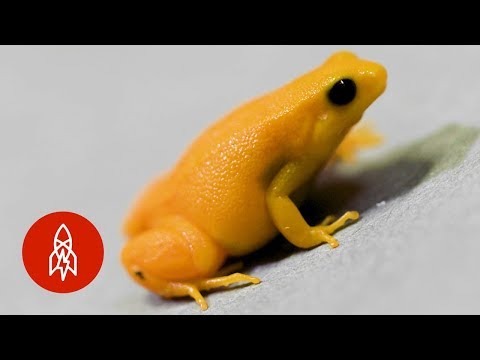 A Tiny Golden Frog as Rare as It Is Small