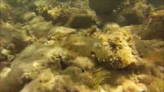 Sepia cazando en libertad (Alicante) - GoPro HERO3