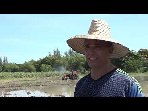 Santiago de Cuba, se cosecha arroz en Mella
