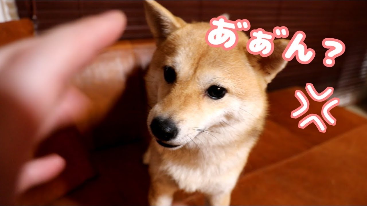 ご主人様の手が敵となった瞬間の柴犬の反応
