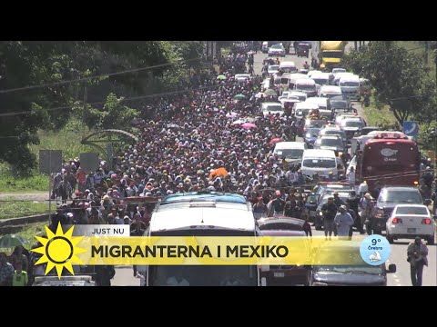 Tusentals migranter från centralamerika vandrar mot USA: "Trump är arg" - Nyhetsmorgon (TV4)