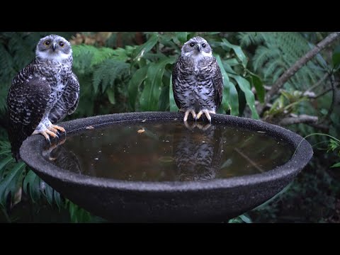 Powerful Owl takes a bath - Powerful Owl bird bath