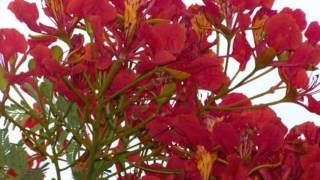 Even If by Lea Salonga