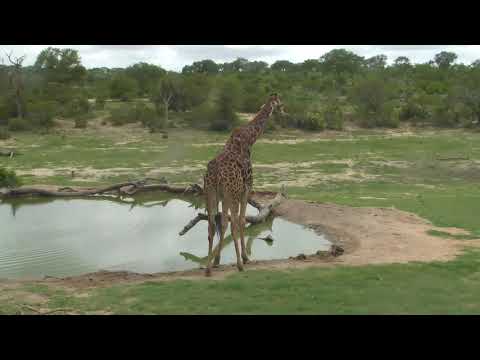 Djuma: Lone Giraffe comes for a drink - 10:17 - 12/31/18