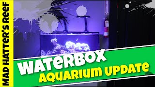 Waterbox Aquarium Update