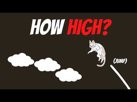 How High Could Cat Jump?
