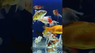 Stop Overfeeding Your Fish! ❌ Biggest Aquarium Beginner Mistake/ Fish Aquarium Tamil #aquarium #fish