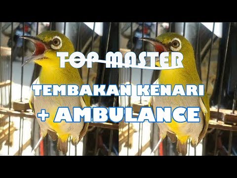 download lagu mp3 mp4 Masteran Pleci Ambulan, download lagu Masteran Pleci Ambulan gratis, unduh video klip Masteran Pleci Ambulan