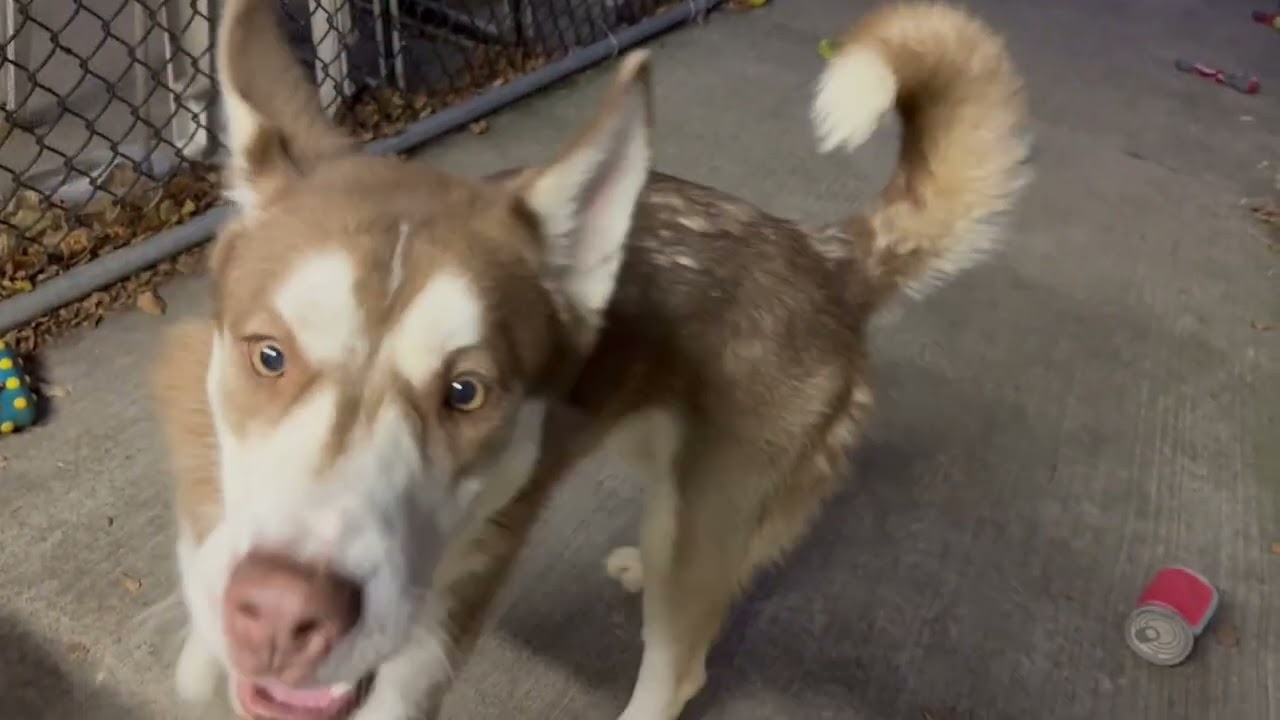 Cary, a ADOPTABLE Siberian Husky in Chicago, IL video 5/5