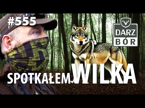Darz Bór odc 555 Spotkałem myśliwego. Rykowisko z drapieżnikiem doskonałym.