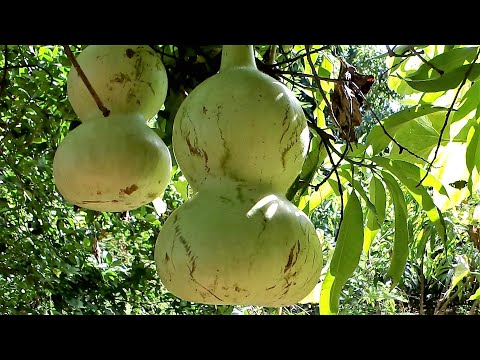 , title : 'Mate, bule, calabaza de peregrino, calabaza vinatera, capallu, guada, guaje, jicaro, acocote.'