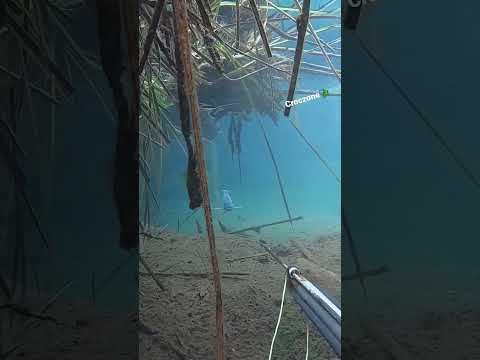 spearfishing large tilapia