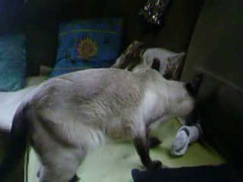 Vor unserem Siamkater,,Amon,,sind keine Socken sicher ,ist sein Spielzeug.