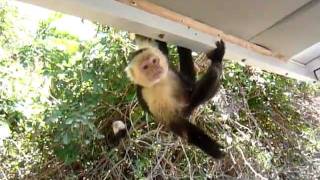 preview picture of video 'White Face Monkeys in Palo Verde Wet Lands Costa Rica'