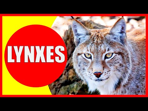 LYNXES FOR KIDS - Lynx Facts for Children, Kindergarten and Preschoolers | Kiddopedia