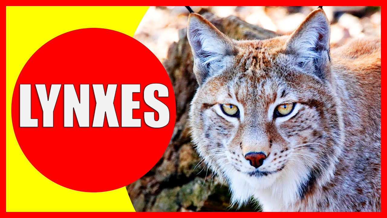 LYNXES FOR KIDS - Lynx Facts for Children, Kindergarten and Preschoolers | Kiddopedia
