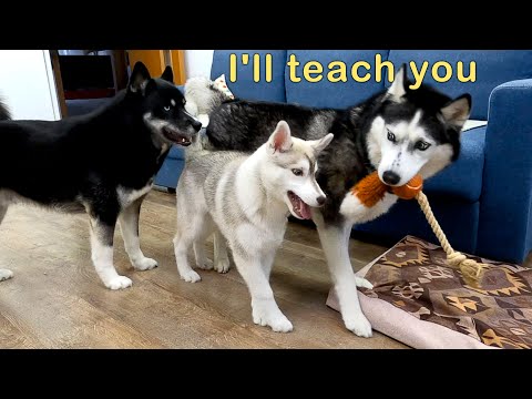 Wie Meine Huskys Einem Welpen Das Spielen Beibringen | Lustiges Hundevideo