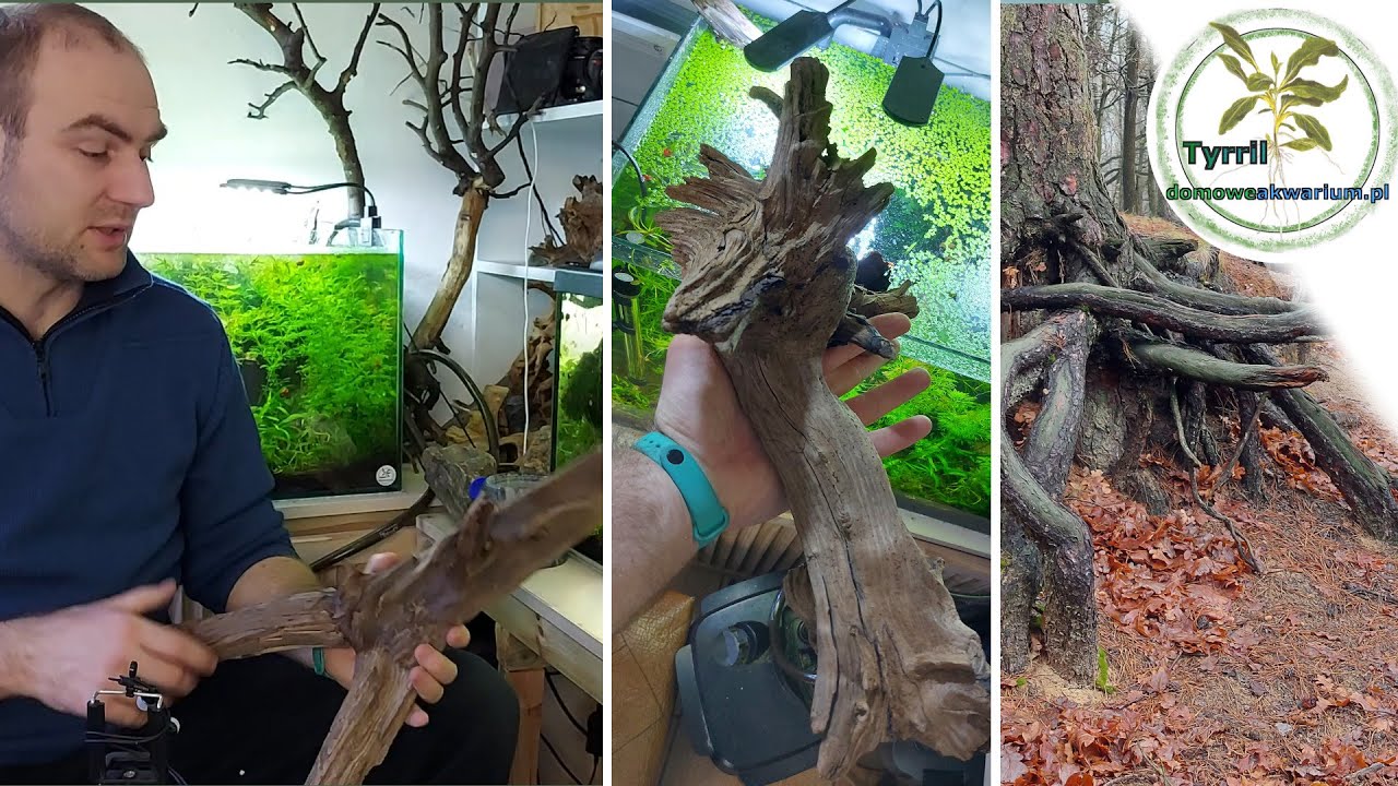 Jakie korzenie do akwarium  Skąd wziąć i jak przygotować 