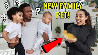 I SURPRISED My Family With A NEW Family Pet! *They Had No Idea*
