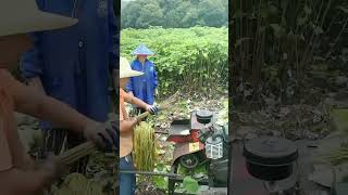 Download lagu The process of making hemp rope from hemp leaves mp3