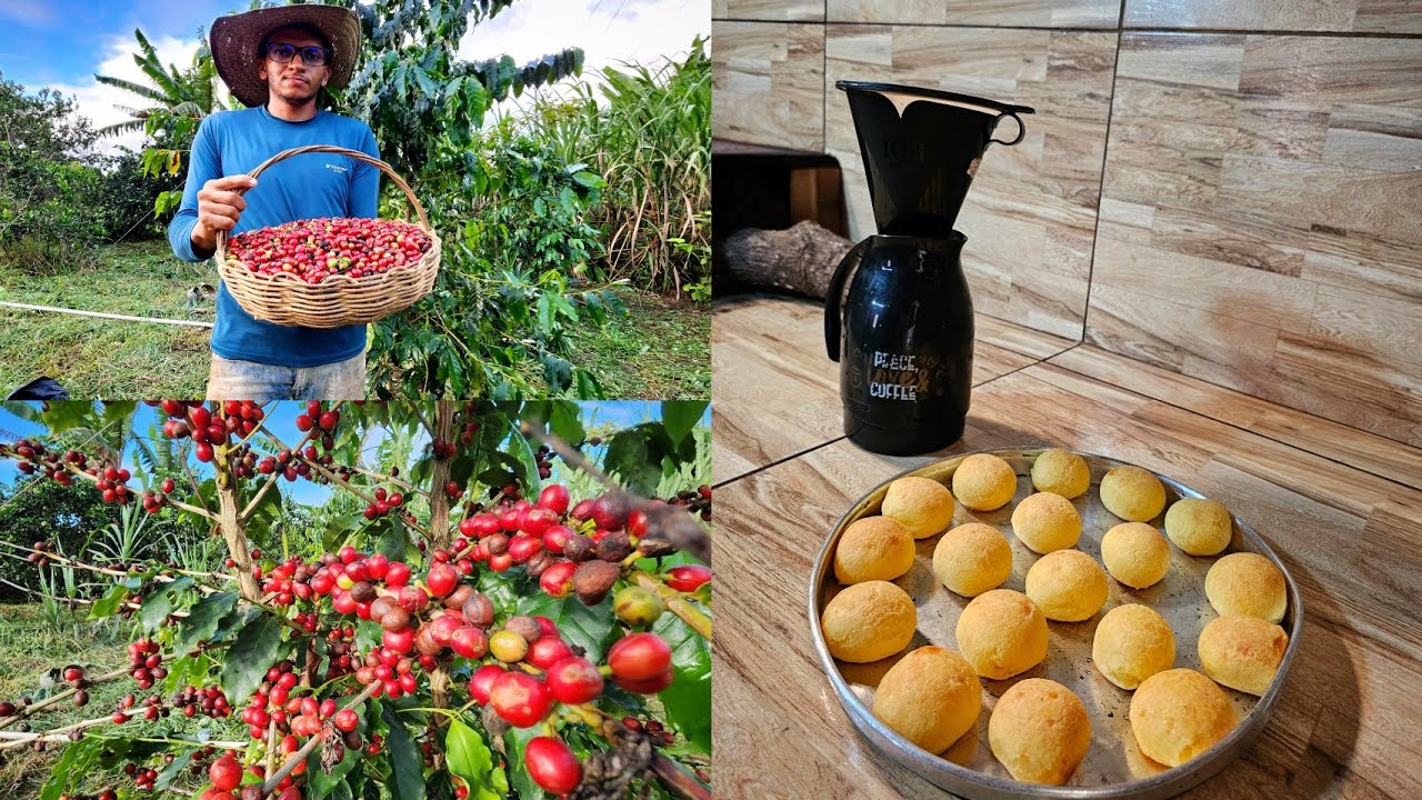 COLHEITA do café + preparando o verdadeiro café da roça