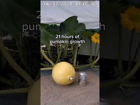 I'm excited for the rapid growth phase to start soon 🎃 #giantpumpkin #timelapse #plants #pumpkin