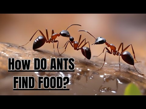 How do Ants Find Food II Ants Food