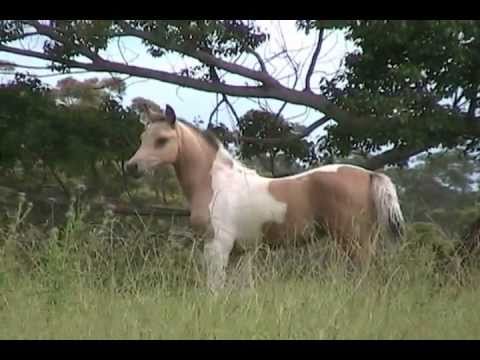 Diamond Road Peridot