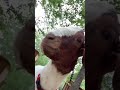 Screaming Goat 2