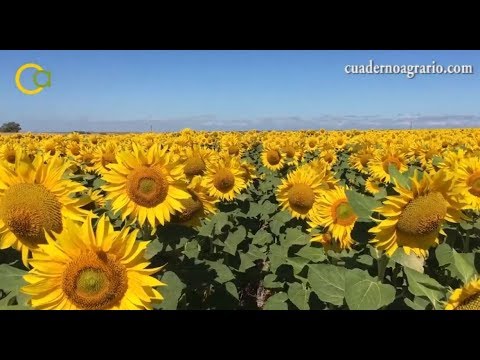 Fotograma del vídeo: Proyecto europeo Life Agromitiga