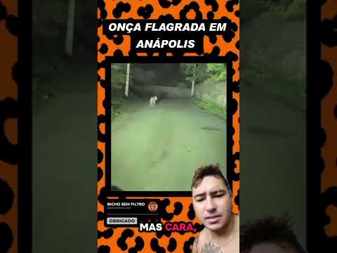 onça pintada flagrada em Anápolis Goiás #oncapintada