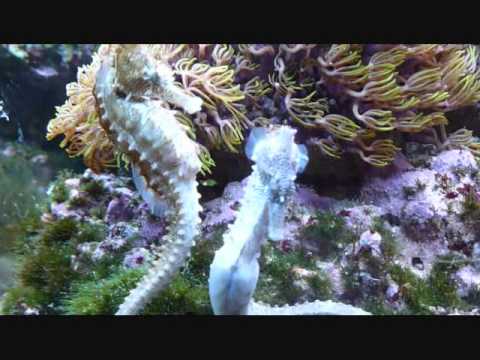The Strange yet Serene Seahorse Courtship Dance