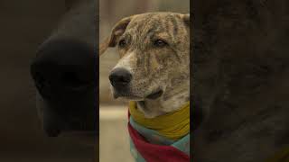 Dharma sirf kaha nahi jaata.. nibhaya jaata hai.. ❤️🐾#Dharma from Ohh My Dog Out Now