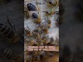 How to get rid of bees nesting in the house? #shorts #bees