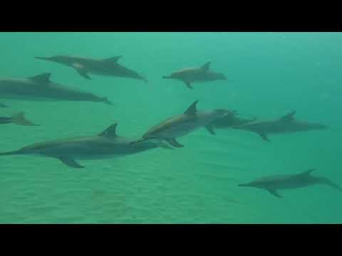 Sass Mauritius Tour - August 2023 - Highlights