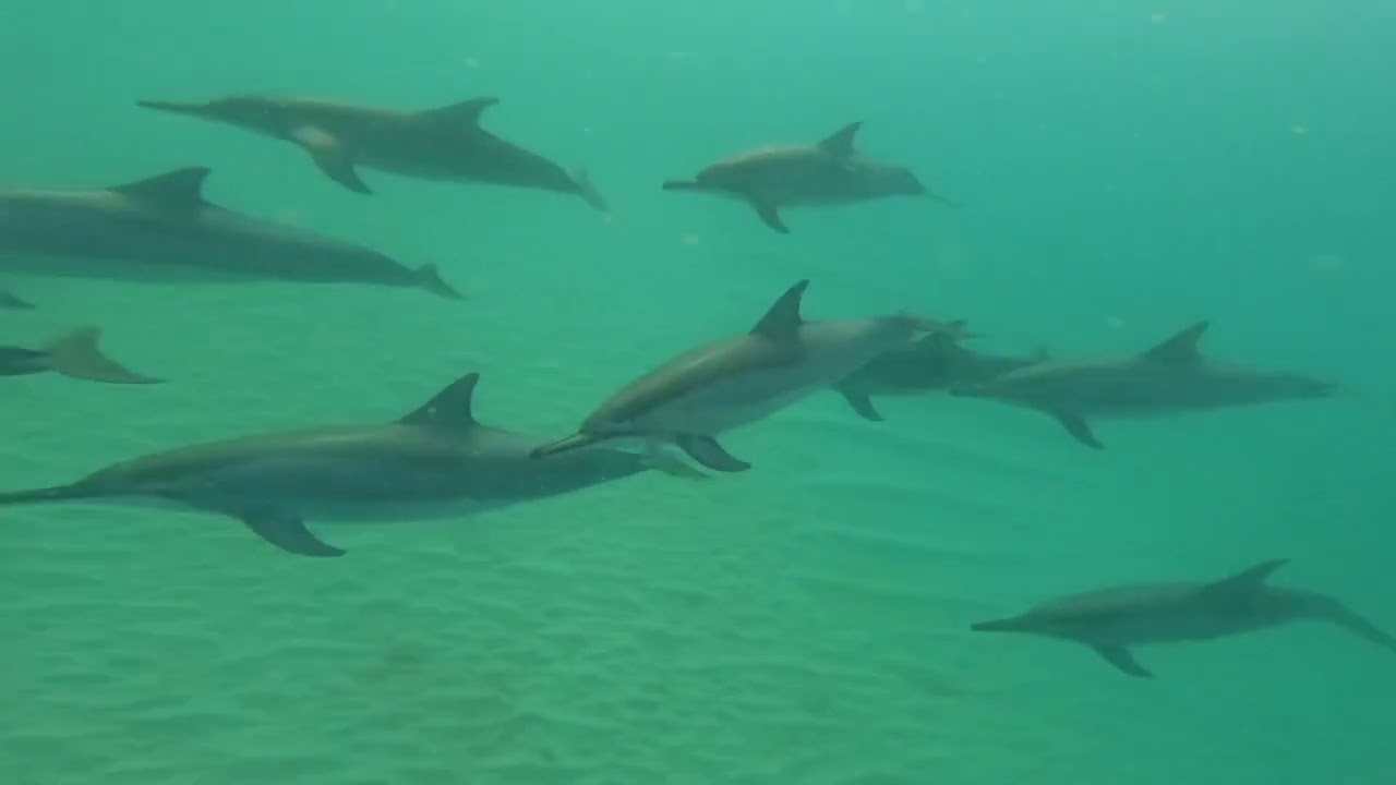 Sass Mauritius Tour - August 2023 - Highlights