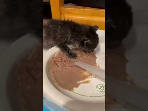Making food for my Foster Kitten