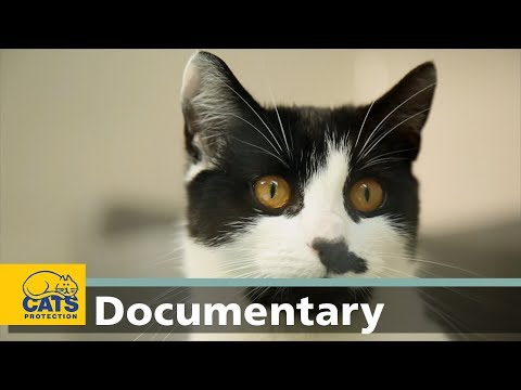 How cats hear: the world according to cats, episode one