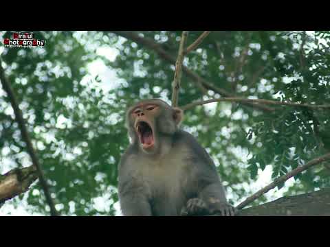 4K HDR Monkey Business - Life of Monkeys - Animal Documentary - Fun & Relaxing Music Video - No Talk