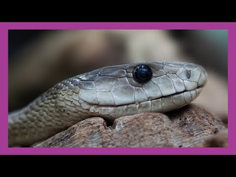 Black Mamba Snake: Why The Name?