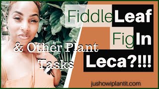 Houseplant Care Routine & Plant Tasks Part 2: Fiddle Leaf Fig Leca Transfer