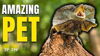 Frilled Dragons are an Underrated Pet Lizard! - Ep. 219