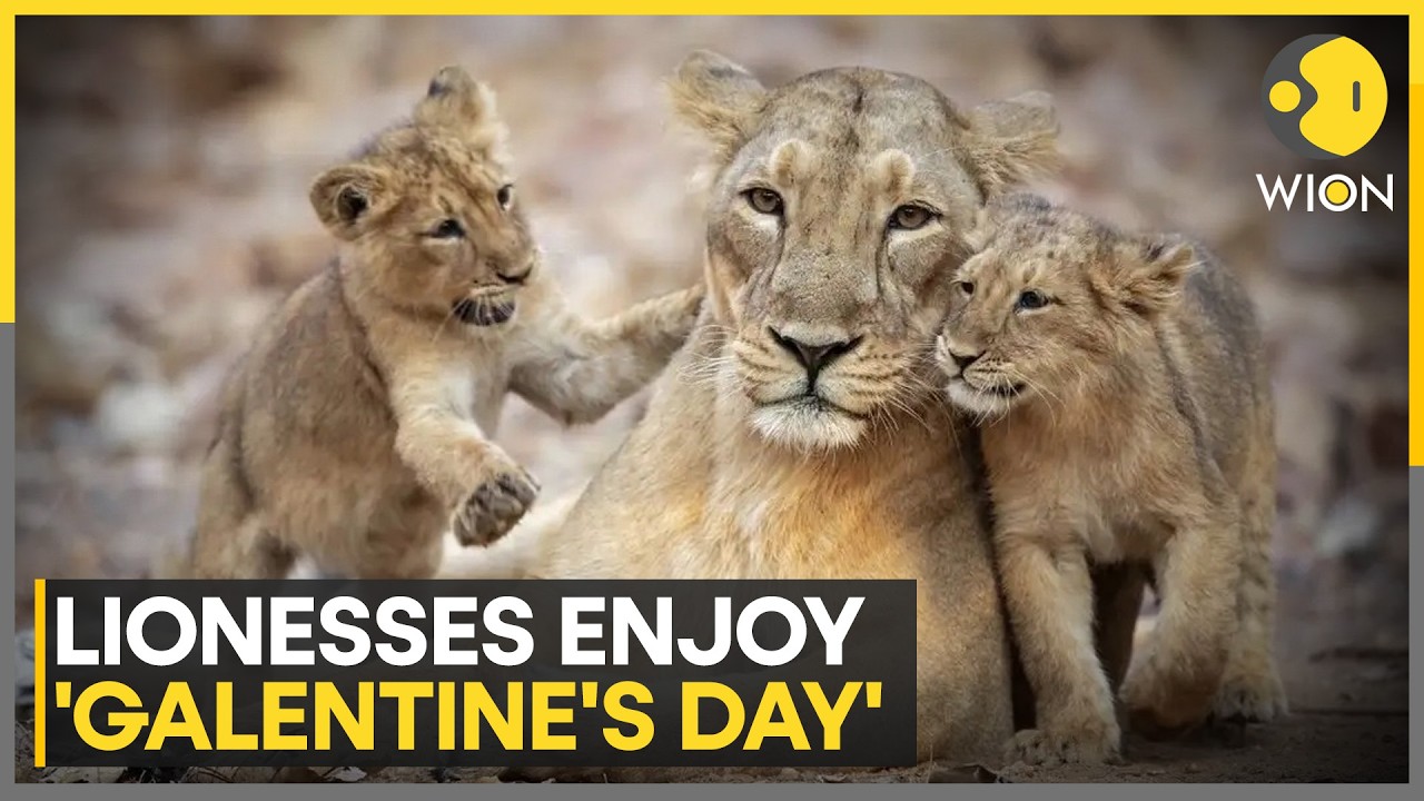 Lionesses Celebrate 'Galentine's Day' at US Zoo | WION NEWS