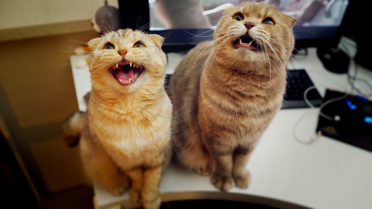 간식 달라고 욕(?)하는 고양이들 - 수리노을 고양이가족