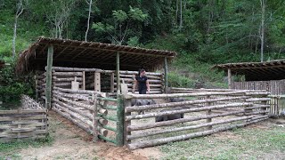 How to build a Wood Fence and Bamboo for Pigs, Chicken | Building Life